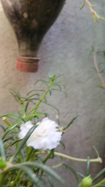 @Hassan Hussain