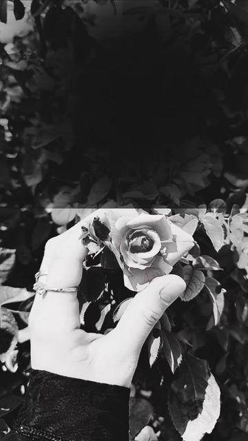 @عبير الورد🍃❤️