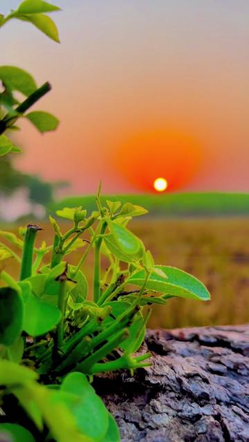 @🌾میں۔ میرا۔ پنڈ🎋