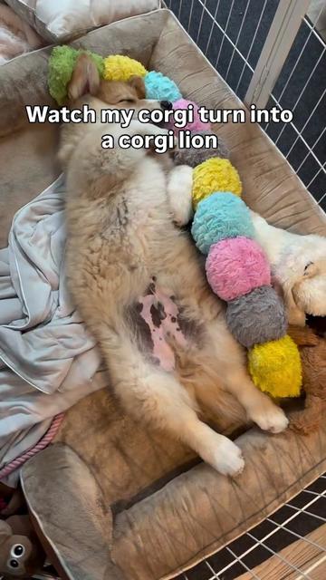 @apollothecorgimute