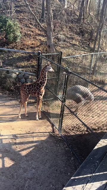 @memphiszoo