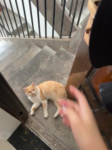 @Stray Cat Talkz