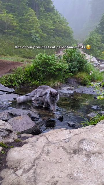 @Mugen the Maine Coon 🇨🇦