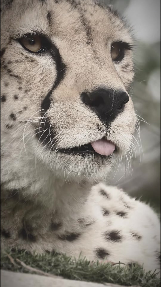 @auraful_animals