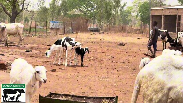 @Sambla Farming