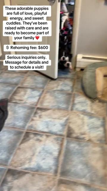 @Boston terrier puppies