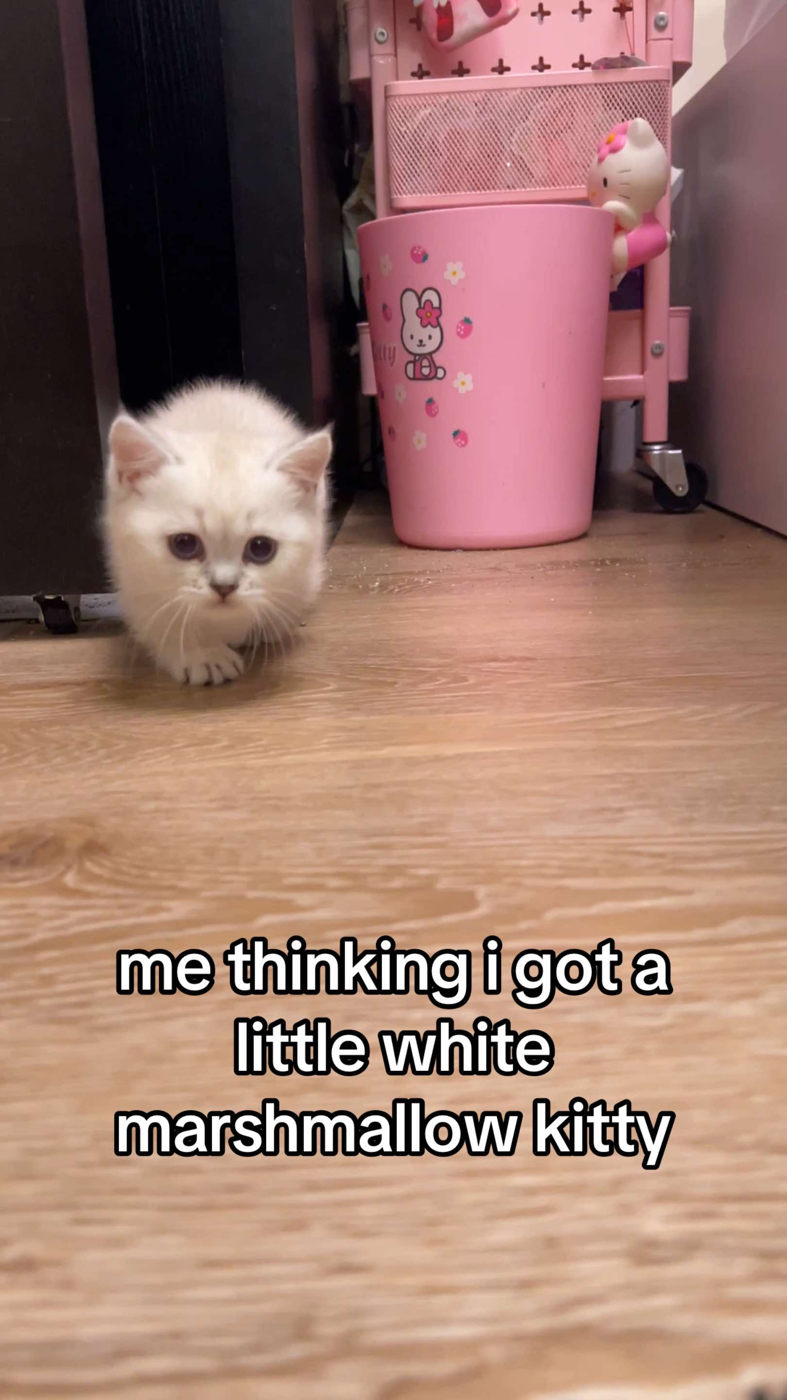 @honey butter chicken biscuit