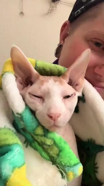 @Cat