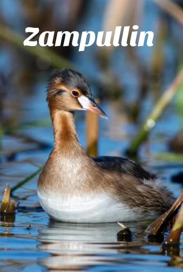 @Fauna Mundial