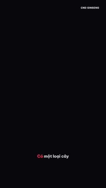 @CND GINSENG Bà Rịa