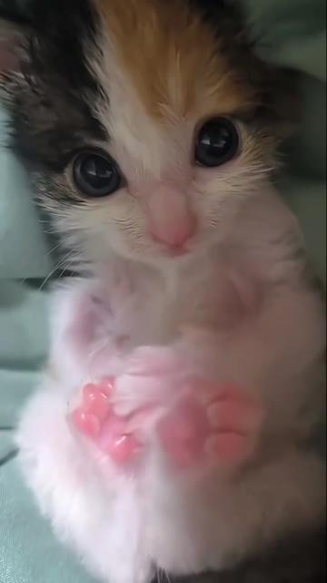 @kloutkittens