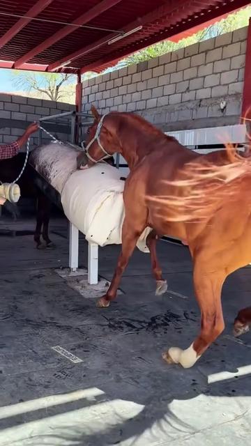 @Babyhorsie