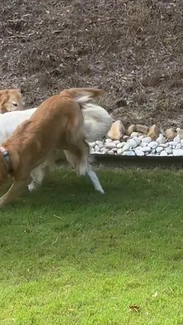 @Charlie the Golden