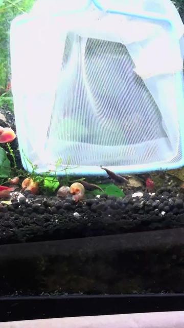 @Schalkx.Aquatics