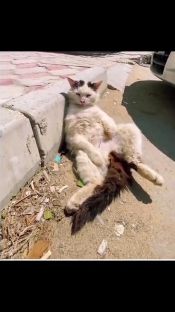 @Random Cat Stuff