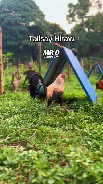 @MR D Game Farm