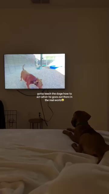 @briston the vizsla ♡