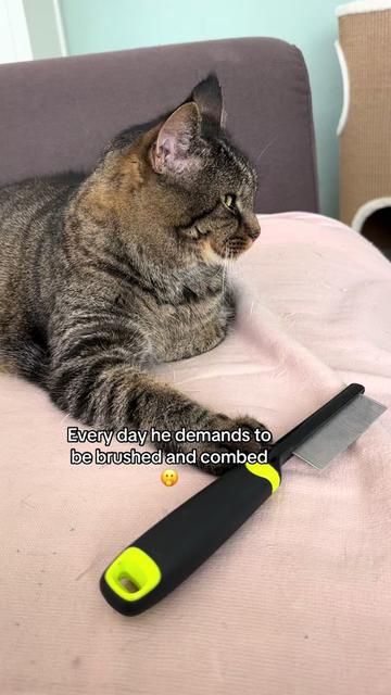 @Joep_the_ rescuecat