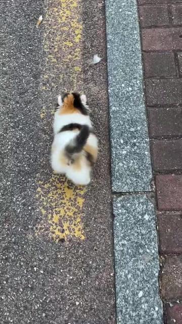 @Chonky World Of Cats