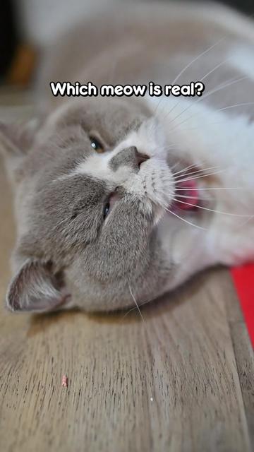 @dutchthebritishcat