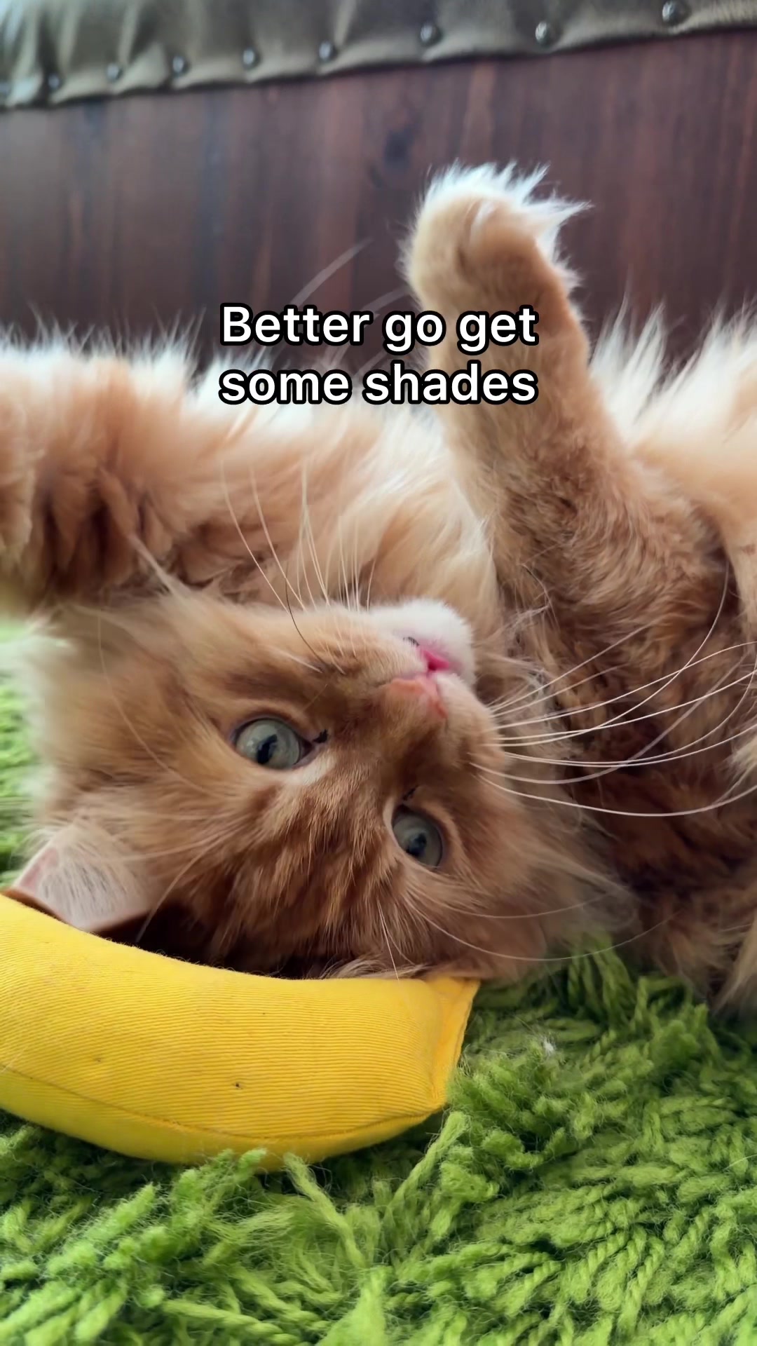 @The Oreo Cat