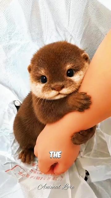 @ANIMAL LORE