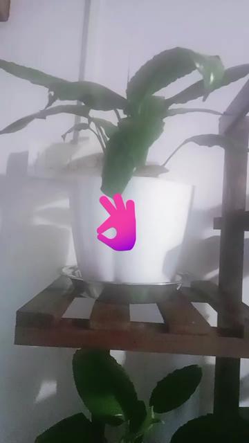 @PassangMo