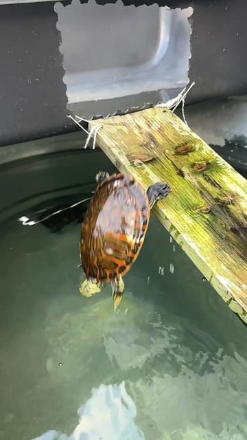 @Tommys_reptiles