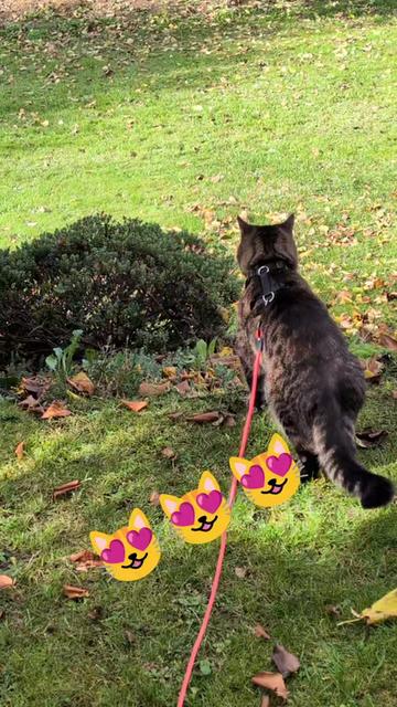 @😻Katrin&Odin 😻Modi Muddi 😻