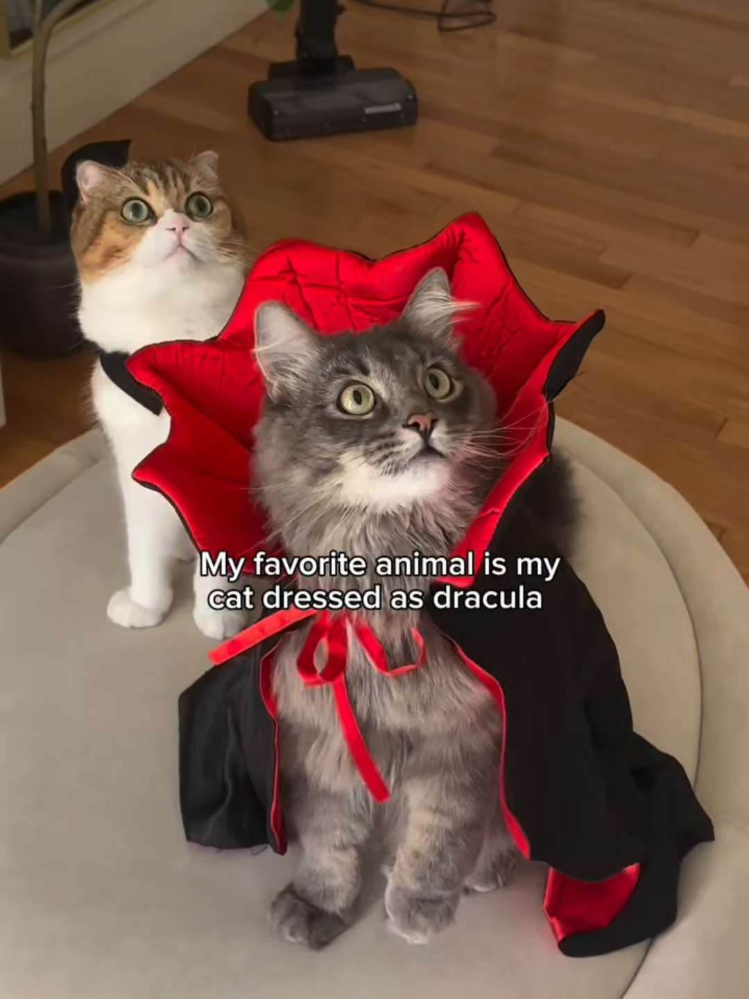 @Chonky World Of Cats