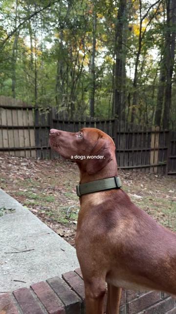 @briston the vizsla ♡