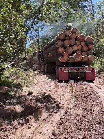 @Chihuahua Trucks