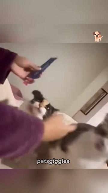 @Pets Giggles