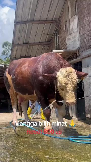 @LEMBUR PAKUAN