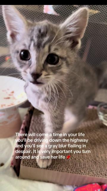 @meowdoe