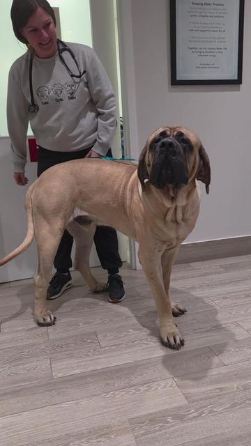 @Maple Mastiffs