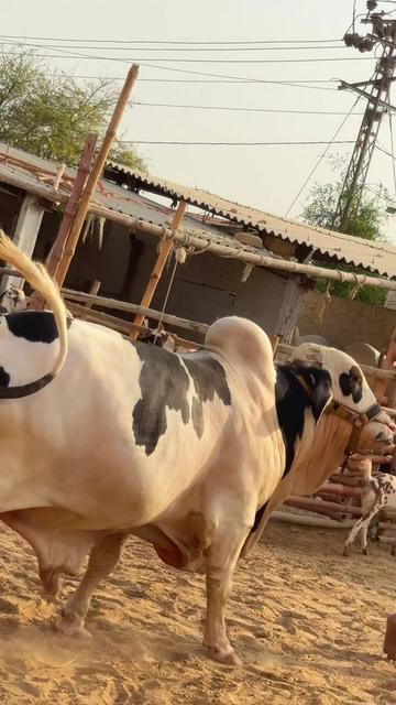 @Karachi Bull lovers