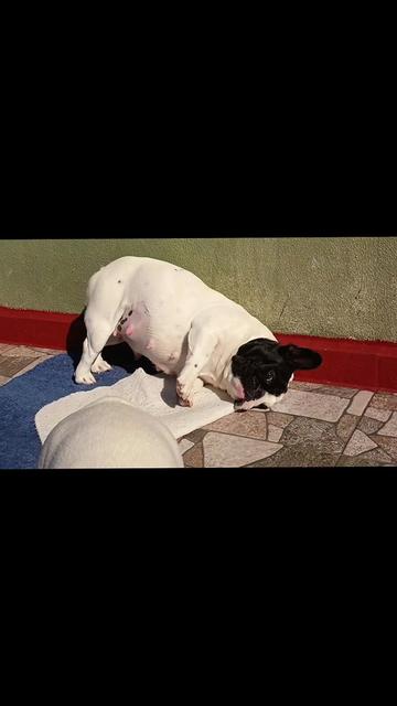 @Bosphorus Bulls French Bulldog