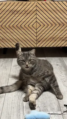 @Спасенные с улицы котики ❤️