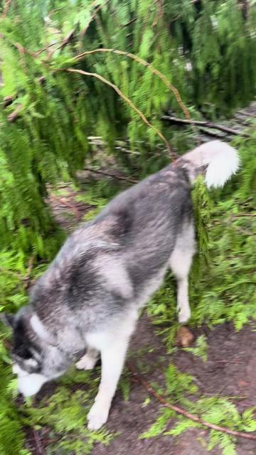@Derpydogbus