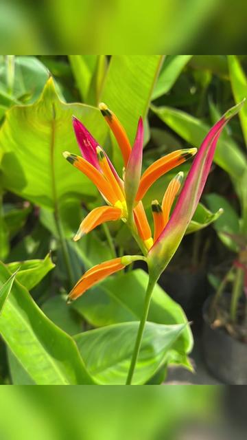 @Tiệm L&aacute; Nhỏ