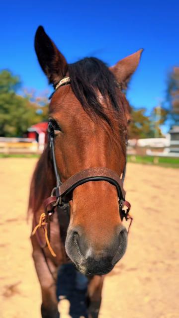@Free Spirit Equestrian