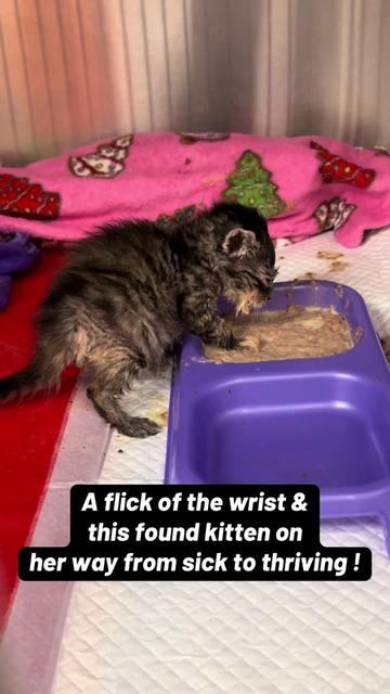 @dr.adam_christman_Veterinarian