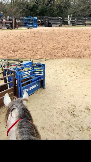 @HD Performance Horses
