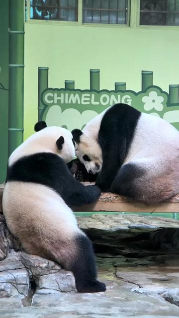 @熊猫妹珠🐼