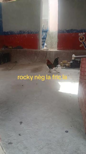 @rockyneg