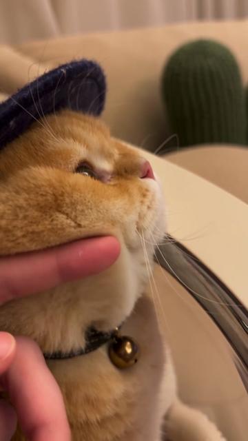 @Chonk The Fat Wizard Cat 🧙
