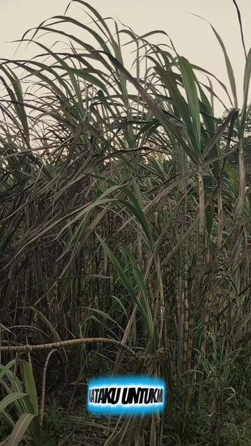 @kataku untukmu