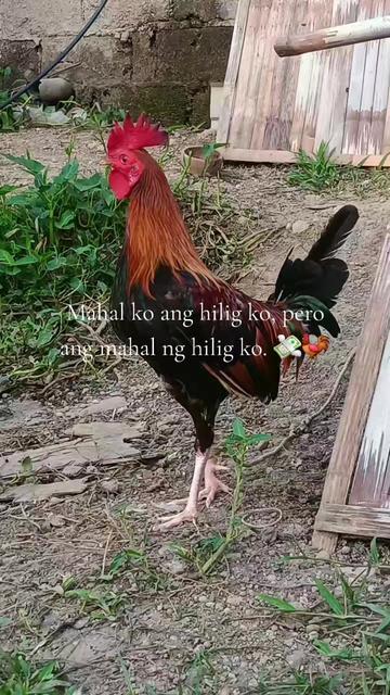 @Engr. Manilyn Ebora