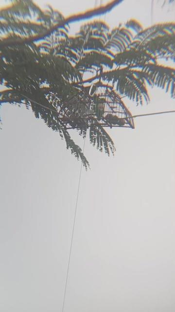 @Srindit kaltara 🦜